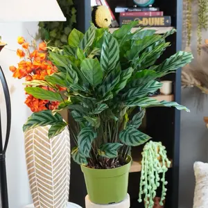 XL Concinna “Freddie” - 6” Pot