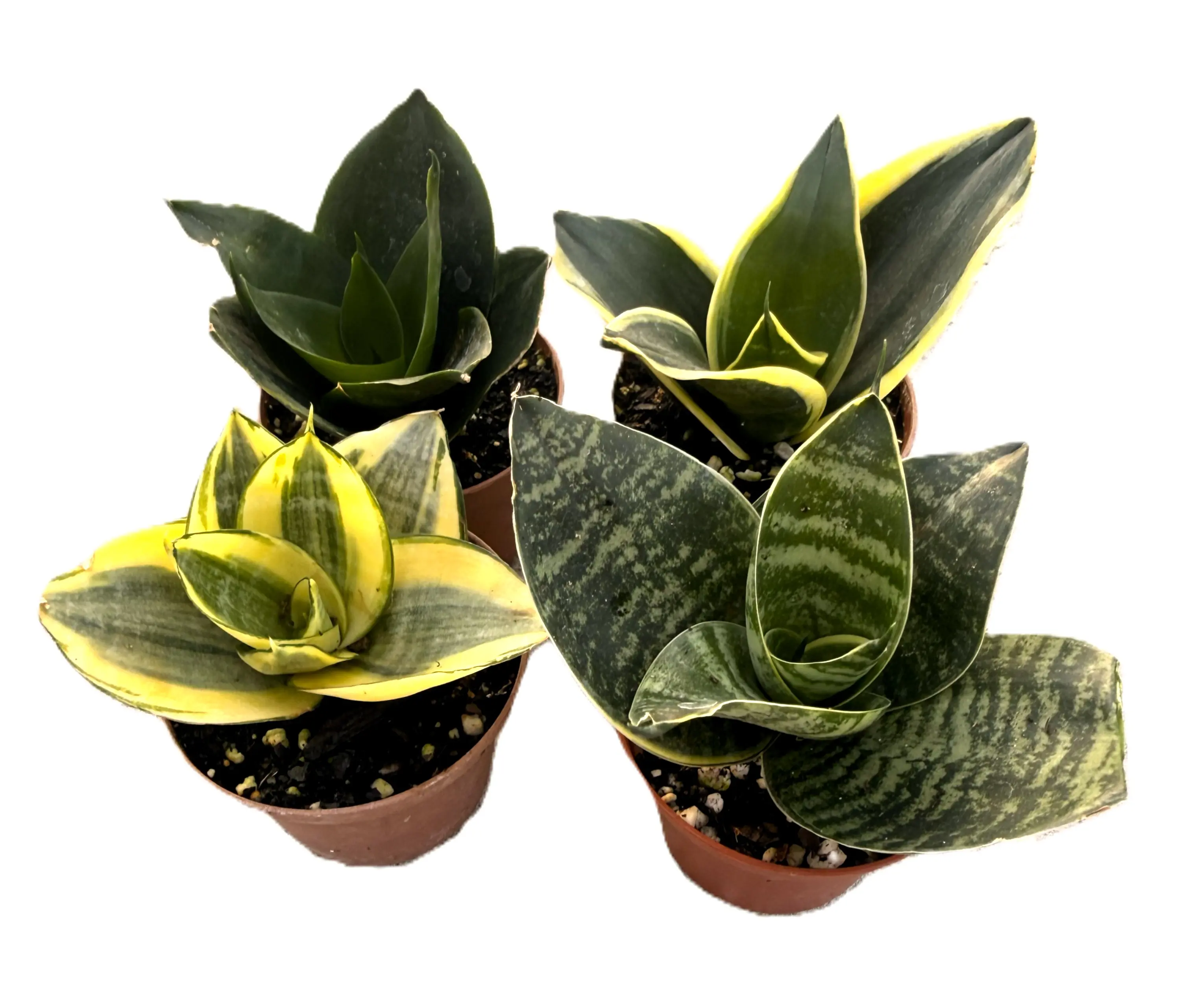 Snake Plants - 4 Pack - Black Star - Hahnii - Golden Hahnii - Black Jade - Variety Pack - Easy Care - Air Purification - Low Light Tolerant