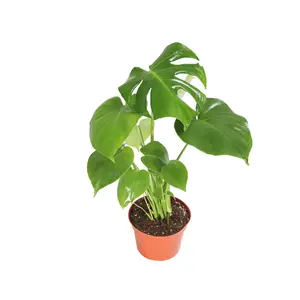 Monstera Split Leaf - 6" from California Tropicals
