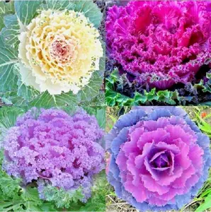 200+ Autumn Ornamental Kale Seeds Mix – Colorful Flowering Cabbage for Fall & Winter Gardens | Easy to Grow, Vibrant Landscape Plants, Natural Growth