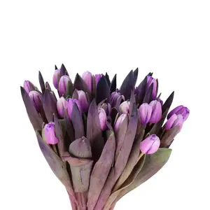 Tulip Painted Pastel Violet - 50 Stem Bunch