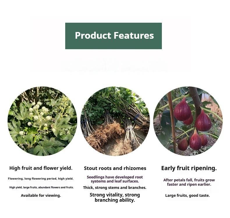 Cold-Hardy Dwarf Fig Tree (Live Plant) - Grown from 3-Year-Old Mature Cuttings for Faster Fruiting - Perfect for Pots, Balconies, and Patios (Not Seeds)