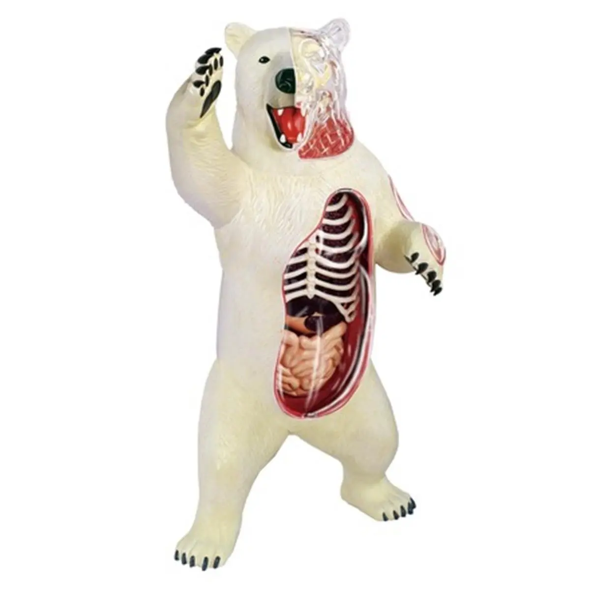 4D Vision Polar Bear Small Animal Anatomy Toy Kit - Teaching Animal Science Tool, 6 Detachable 6in Long Model Parts, 31 Hand-Painted Organs, Display Stand, Illustrated Assembly Guide, for 8-10 Years (Build Full Skeleton Model)