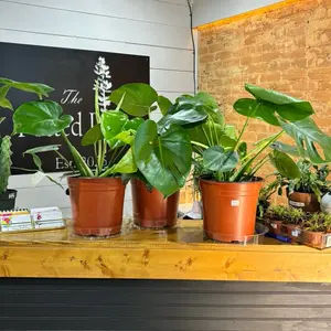 Monstera deliciosa LIVE plant 18-24 inches tall tropical houseplant