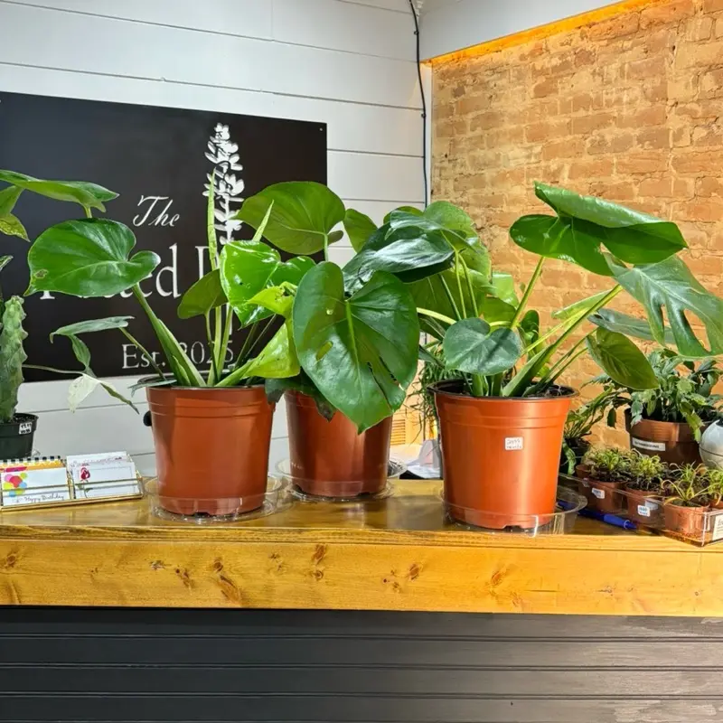 Monstera deliciosa LIVE plant 18-24 inches tall tropical houseplant