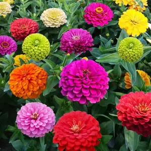 Zinnia Seed California Giants Mix Flower Seeds Mixed Colors and Large Blooms