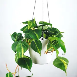 Philodendron Brasil 8” Hanging Basket - Green Plant with Hanging Design