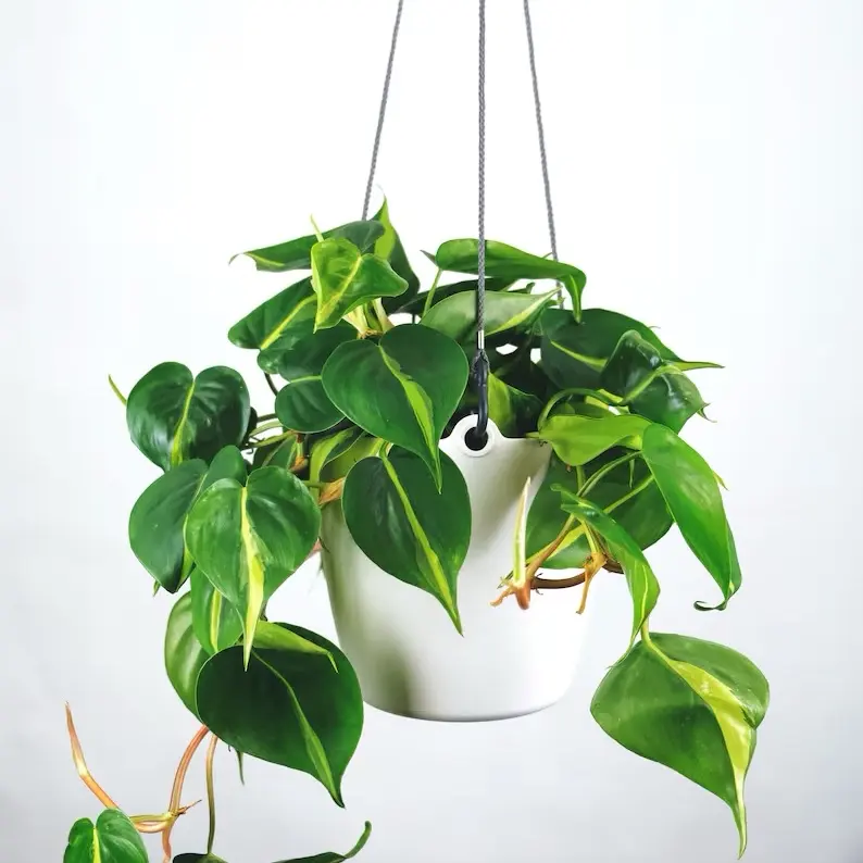 Philodendron Brasil 8” Hanging Basket - Green Plant with Hanging Design