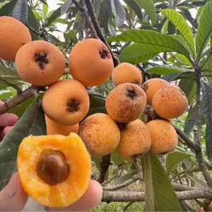 Loquat Seeds for Planting, Sweet Non-GMO Fruit Tree Seeds, High Germination Heirloom Loquat Seeds for Indoor Outdoor Garden