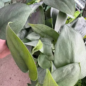 Scindapsus Java Platinum Live Potted Plant, 6in Pot, Indoor Houseplants for Home & Garden Decor