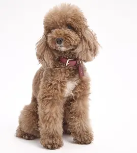 Deep Burgundy Dog Collar