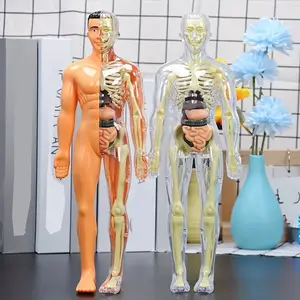 3D Realistic Lifelike Human Torso Model Skeleton Model, Educational Anatomical Anatomy Teaching Tool, Detailed Bone Structure, Ideal for Medical Students and Professionals