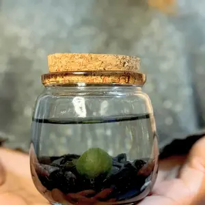 Medium Moss Ball Terrarium with Obsidian Crystal, 3" Height, 3" Diameter,  Nature Decor Plant Pet, Perfect for Gifting, Made in USA, Zebra Mussel-Free