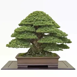 Bonsai Tree Japanese Black Pine Seeds - 30+ Seeds to Grow - Prized Evergreen Bonsai Specimen
