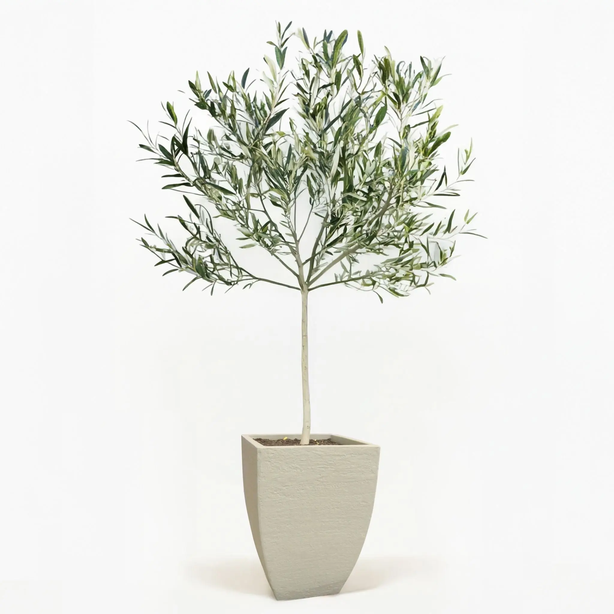 Arbequina Olive Tree