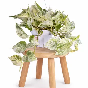 6" Snow Queen Pothos (Epipremnum Aureum), Bright Light Loving Live Houseplant, Indoor Plant