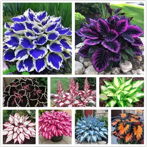 800+ Hosta Seeds for Outdoor Planting – Mixed Rare Colors, Shade-Loving Perennials for Garden Beds, Pots, and Patio Decor