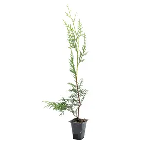 Murray Leyland Cypress in 3.5” Nursery Cubes (Cupressocyparis leylandii ‘Murrayii’)