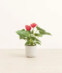 Anthurium Red