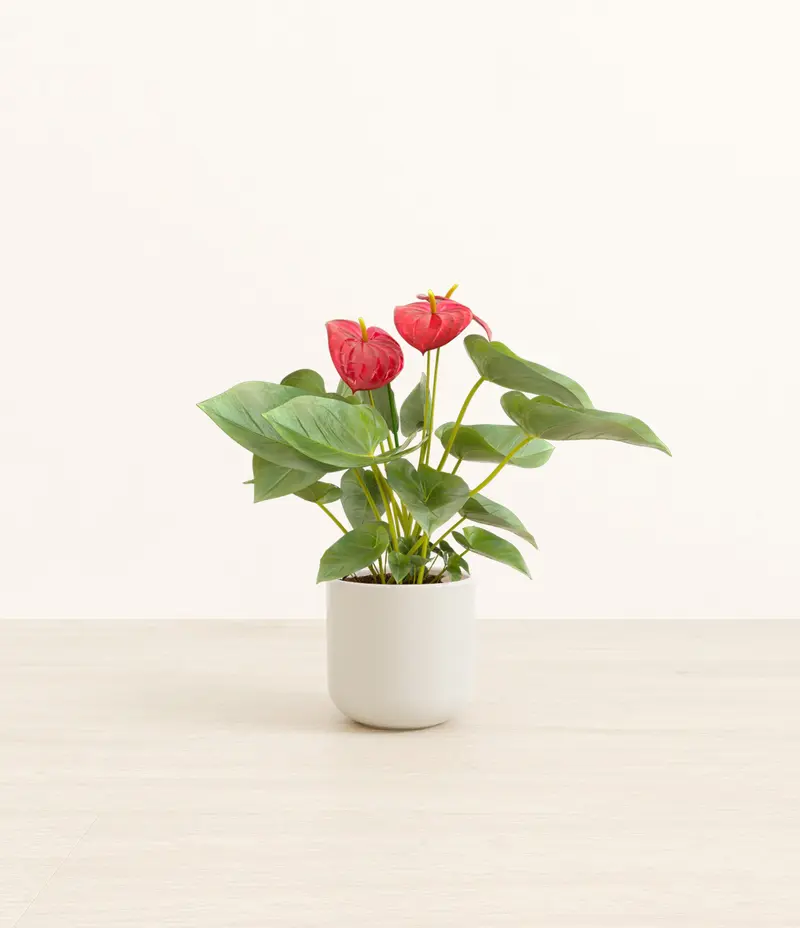 anthurium angamarcanum - TikTok Shop