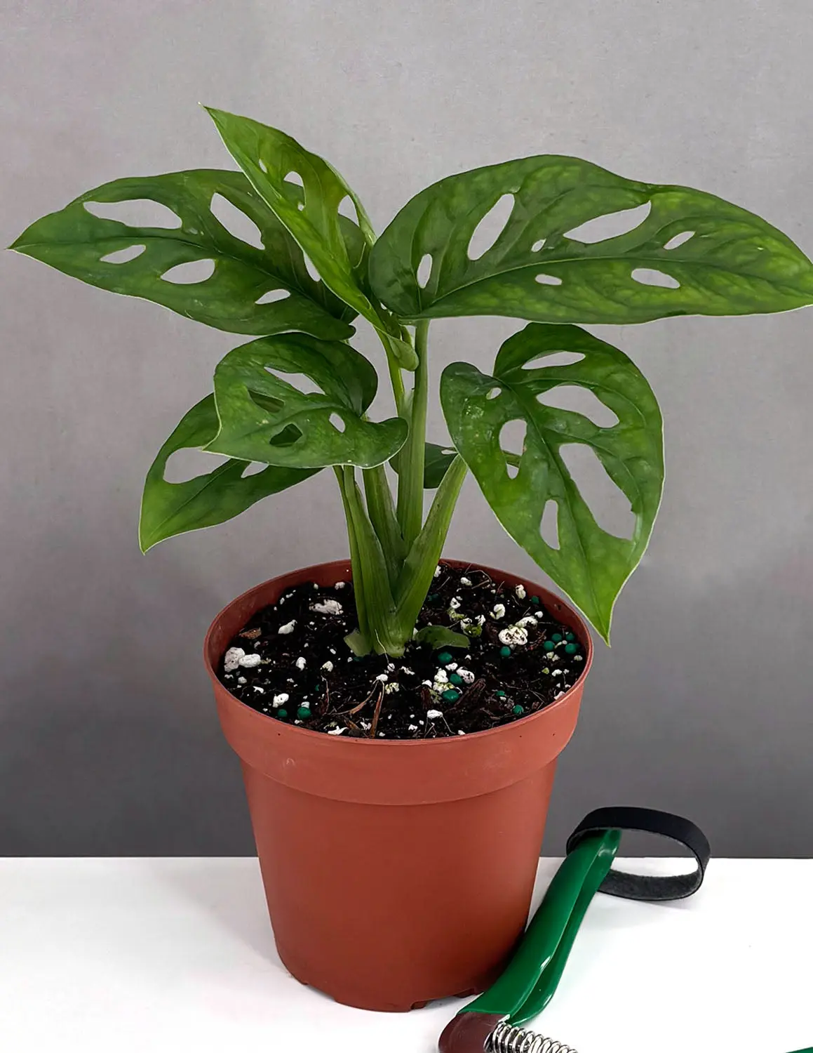 monstera szczepka - TikTok Shop