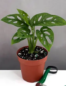 Monstera Adansonii Monstera Adansonii