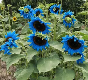 Rare Midnight Oil Blue Sunflower Seeds - Stunning Hybrid Flower Seeds for Home Garden Supplies