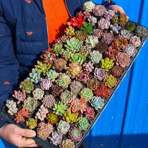 12/15/24/30 pieces, mixed DIY rare live succulent plant cuttings, 1-1.5 inches random mysterious bulk succulent plants, no roots, no pots, no soil, garden indoor office desk decoration, plant gifts, suitable for all seasons, potted plants