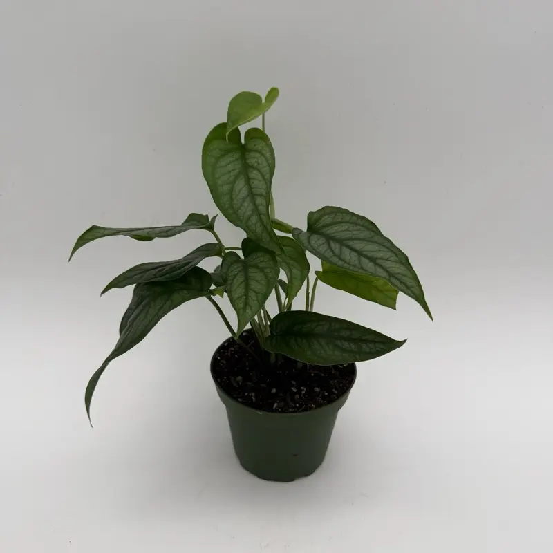 Rare Monstera Siltepecana 'El Salvador' 6" pot Collection pot Rare Plant -  Unique Leaves Collectors plant Live Tropical House Plant, Indoor Home  Decoration - TikTok Shop