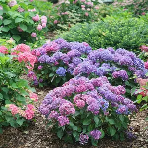 Hydrangea macrop. Let's Dance® Lovable™ PW #3