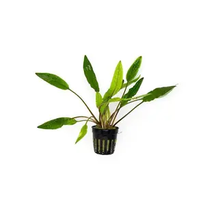 Cryptocoryne Sri Lanka