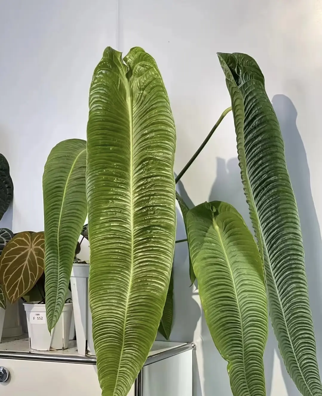 Rare Anthurium Veitchii Live Plant 2-Inch Pot | King Anthurium | Collector Aroid