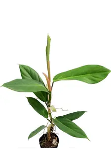 Philodendron baudoense Amazonas