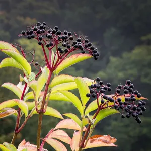 Elderberry Whole