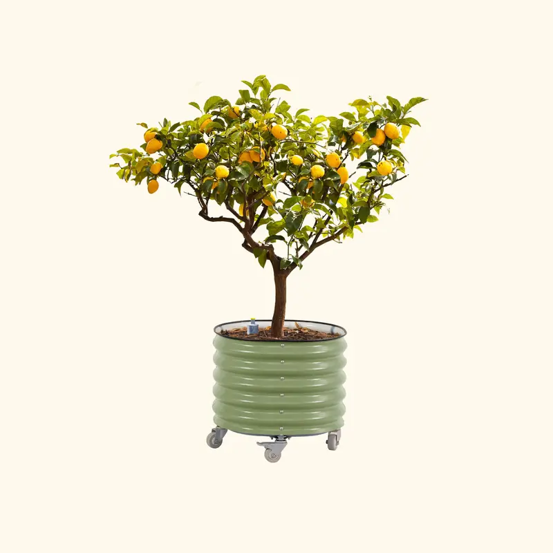 Vego Garden 30 Gallon Rolling Metal Citrus Tree Planter with Self-Watering System Round Planter Box for Porch Patio & Backyard Raised Garden Bed with Wheels for Growing Trees Tomatoes Vegetables and Flowers