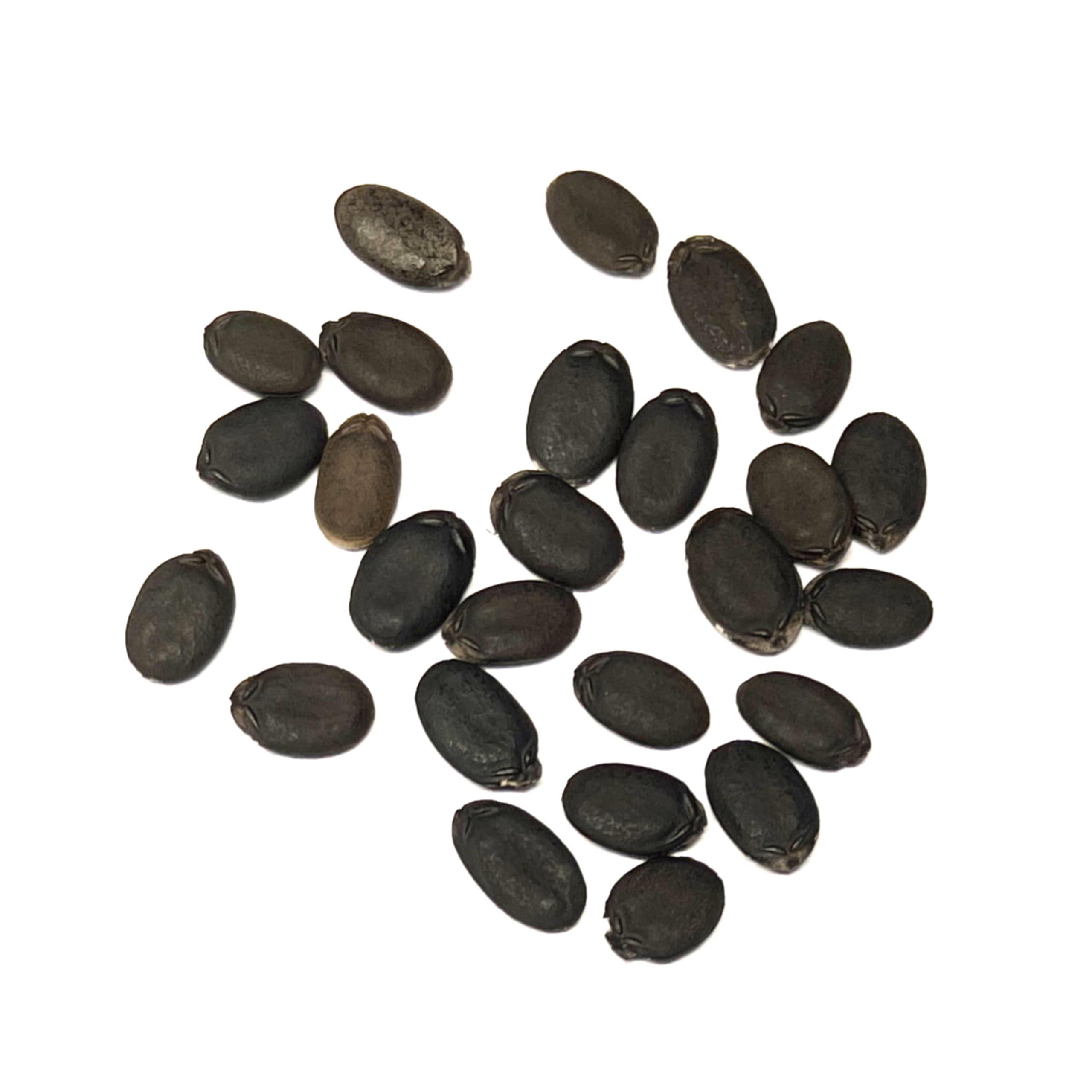 30+ Long Angled Luffa & Gourd Smooth Luffa Seeds Vegetable Fruit Seed Edible Tropical Vegetable Garden Asian Luffa