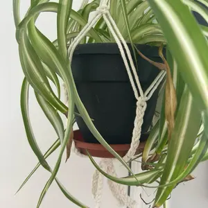 The Nest - Macrame Hanging Plant Basket for Small Pots 5" x 4-6" Handmade with Wooden Ring & Braided Base for Indoor Gardening