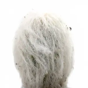 Peruvian Old Lady Cactus - Espostoa melanostele [Bare root]