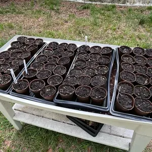 Chinese Lantern plant Starter