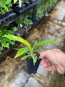 Philodendron Narrow - 'Jungle Boogie' or 'Tigers Tooth'