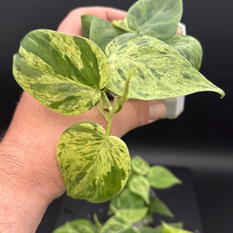 philodendron radiatum variegated - TikTok Shop