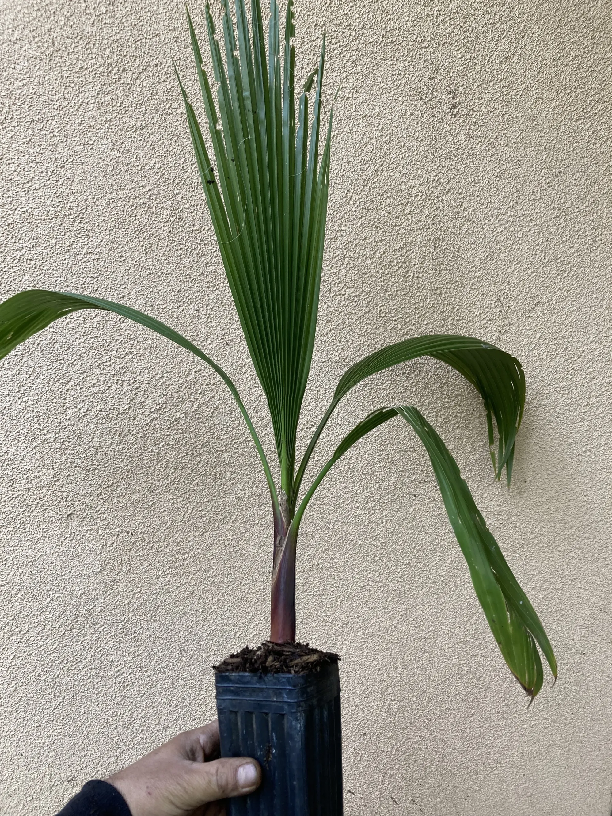 Organic Mexican Fan Palm Tree Live Seedling - 1-2ft Tall, Drought-Tolerant, Fast-Growing Garden Supply for Home Planting in Multiple Zones (Full Sun, Low Watering Needs)