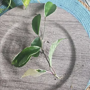 queen hoya - free shipping