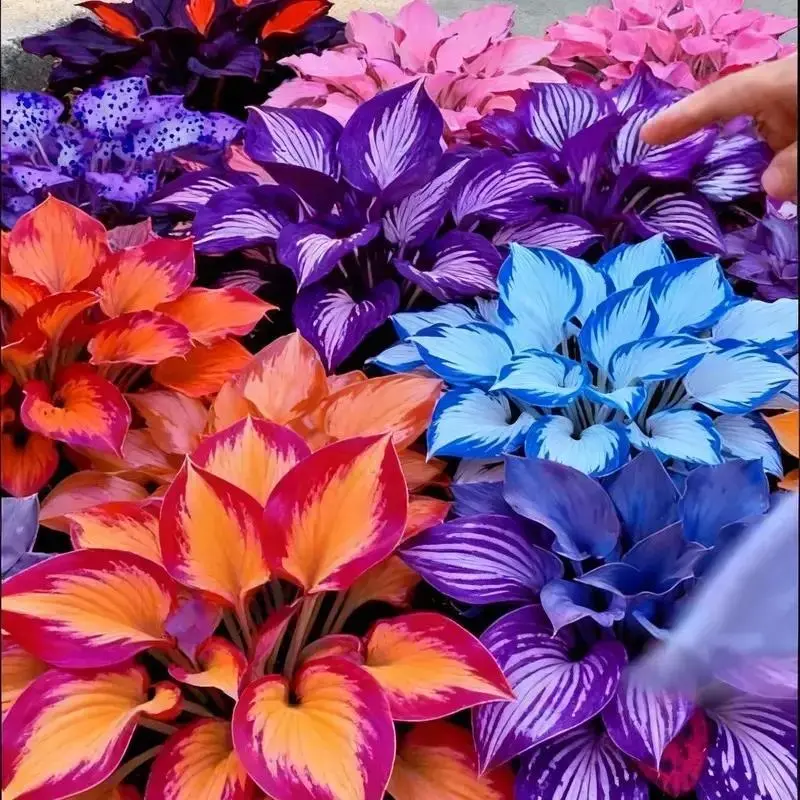 200 Pcs Premium Mixed Color Hosta Seeds | Lush Vibrant Foliage | Non-GMO Verified - for Shade Gardens, Under Tree & Patio Planting, Beginner-Friendly, Elegant Ornamental Plants