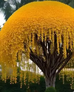Golden Shower Tree Seeds for Planting 20 Seeds Stunning Weeping Yellow Blooms Decorative Garden Planting Kit