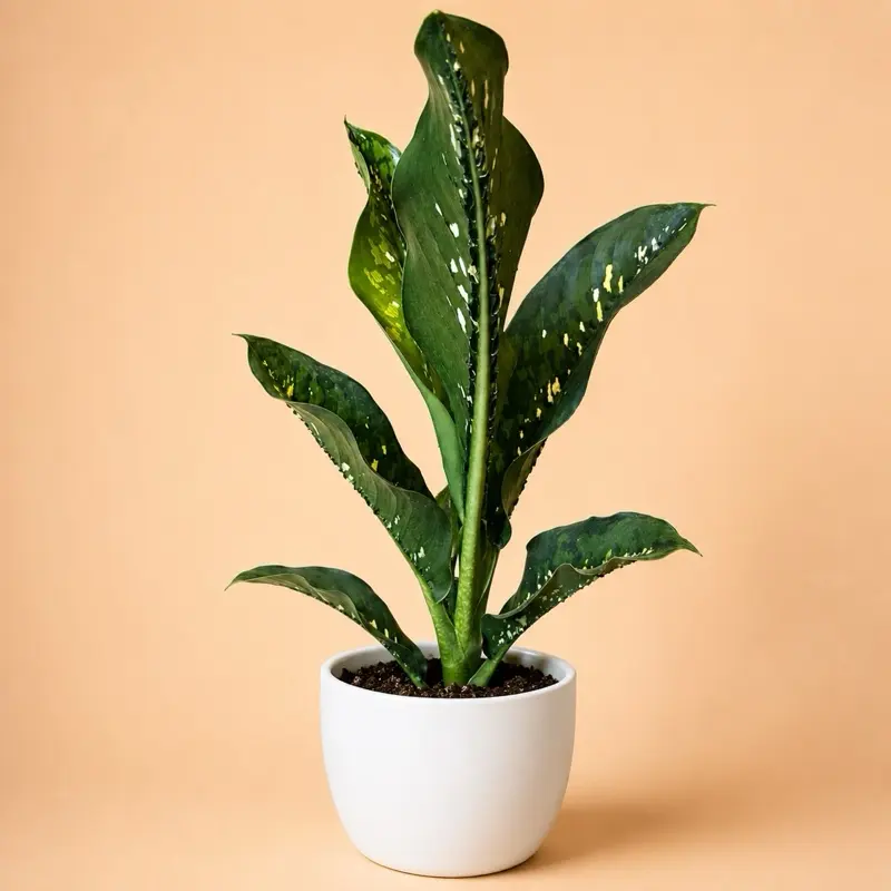 XXL Dieffenbachia ‘Crocodile’ 8” Pot | Rare Variegated Indoor Houseplant | Large Tropical Foliage Plant | Easy Care Home Decor