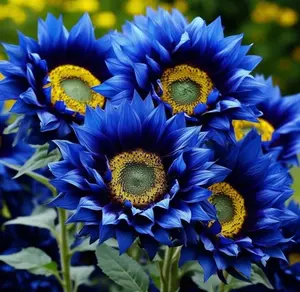 50 Pcs  Rare Midnight Oil Blue Sunflower Seeds: Stunning Hybrid for Your Garden