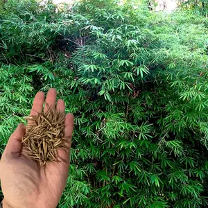 Green River 50 Dwarf Malay Bamboo Seeds - Bamboo Plant Seeds, Compact Growth, Ornamental Variety, Perennial Flower Seed Pack For Small Spaces, Courtyard Containers, Patio Landscaping, And Lush Asian-Themed Garden Beds