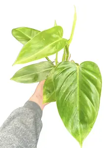4" Philodendron Emerald Green – Live Indoor Plant