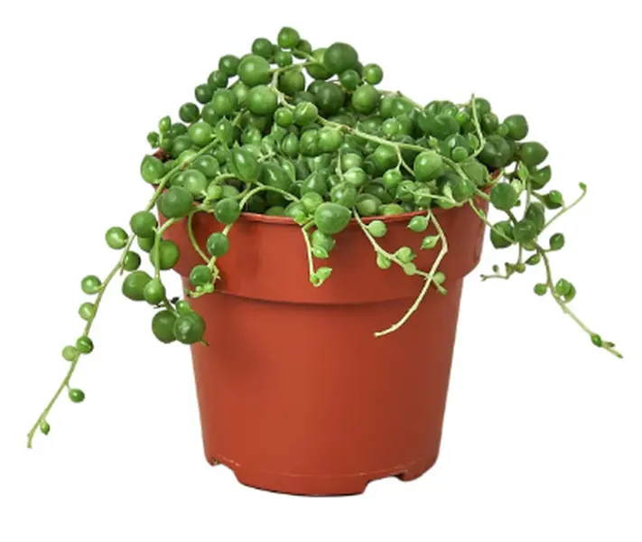 4" Succulent String of Pearls Plant